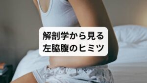左脇腹ばかりが痛む理由は、大腸の構造にあります。この場所は「脾弯曲（ひわんきょく）」と呼ばれ、大腸の中で最も高い位置にあり、急角度で折れ曲がっています。空気は上に溜まる性質があるため、この急カーブにガスが停滞しやすく、腸壁を内側から圧迫して「つるような痛み」を引き起こすのです。これが、検査で異常がなくとも左脇腹に不快感が集中する解剖学的な正体、脾弯曲症候群です。