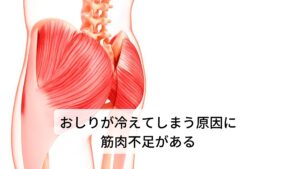 おしりが冷える原因にまず筋肉不足があります。
筋肉は熱を生み出すエンジンの役割があるため多いほど新陳代謝が高まり熱を生み出します。

しかし、お尻の筋肉量が少ないと、この熱を生み出すエンジンがないため冷えやすくなります。

さらにおしりは脂肪が多いためもともと血流が乏しく冷えやすいと考えられています。

また筋肉には「筋ポンプ作用」という筋肉の収縮によって血液やリンパ液を循環させる働きがあります。
この働きも筋肉不足によって血液やリンパ液を循環させる働きが低下してしまうためおしりの冷えの原因になるといえます。※1