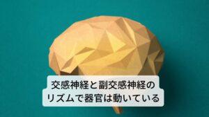 交感神経と副交感神経のリズムで器官は動いている夜に起こる咳には自律神経が関係しているとお話しました。
この自律神経には交感神経(身体を活発に動かす神経)と副交感神経(身体を休ませる神経)があります。

この二つの神経は一日を通してシーソーの様に上手にシフトチェンジしながら働きを変化させています。
健康体であれば日中は交感神経(身体を活発に動かす神経)が優位に働き、夕方から夜にかけてだんだんと副交感神経(身体を休ませる神経)が優位に働く動きをします。