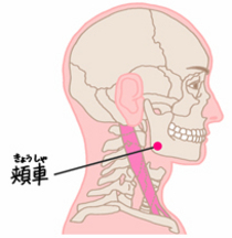 道具を使わず、今すぐどこでもできる「ツボ押し」は、声枯れの強い味方です。

① 万能のツボ：合谷（ごうこく）
喉の痛み、腫れ、声枯れなど、首から上のあらゆるトラブルに効く「最強の万能ツボ」です。
・場所： 手の甲側、親指と人差し指の骨が交わるＶ字の付け根から、少し人差し指寄りのくぼみ。
・効果： 喉の炎症を鎮める効果が期待できます。

② 乾燥を物理的に癒やす：頬車（きょうしゃ）
唾液の分泌を促し、喉を物理的に潤してくれます。
・場所： 耳の付け根のすぐ下、エラの角から少し内側。歯を食いしばった時にポコッと盛り上がる部分。
・効果： 唾液が出ることで、乾燥による声枯れを即座に和らげます。

③ 加齢や慢性の枯れに：太渓（たいけい）
「最近、声が枯れやすくなった」という30〜50代の方に必須のツボです。
・場所： 内くるぶしとアキレス腱の間にあるくぼみ。
・効果： 全身の水分保持能力を高め、体の中から喉を潤します。

④ ストレス性の詰まりに：天突（てんとつ）
「喉に何かが詰まっている感じ（梅核気）」がして声が出にくい時に。
・場所： 左右の鎖骨が合流する中央のくぼみ。
・効果： 喉周辺の筋肉の緊張を緩め、声の通りをスムーズにします。

⑤ 喉の熱を逃がす：少商（しょうしょう）
風邪気味で、喉が熱を持って痛む時に。
・場所： 親指の爪の根元、外側（人差し指と反対側）の角のすぐ横。
・効果： 喉の熱を取り除き、腫れを鎮める即効性が期待されます。