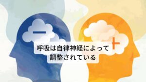 呼吸は自律神経によって調整されている寝起きに息切れや息苦しさが起こるのは、睡眠中における自律神経が関与していると考えられます。
自律神経には交感神経と副交感神経の2つがあります。簡単に説明すると交感神経は活発に働かせる神経で、血圧は上昇、心拍や呼吸数は増加します。

一方、副交感神経は身体を休ませる神経で、血圧は低下、心拍や呼吸数は減少、胃や腸の動きは消化を促進させるために活発になります。

この2つの神経が、シーソーのようにバランスをとりながら、身体を維持しています。
この自律神経のバランスがストレスや疲労などによって崩れて呼吸が乱れて酸素不足になり息切れや息苦しさが起こります。※2