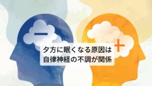 夕方に眠くなる原因は自律神経失調症が関係している朝起きた時に身体の疲れが取れていて頭がスッキリする「熟睡」に関係しているのは睡眠時間と睡眠の質になります。

睡眠時間は一般的に7時間程度が良いとされていますが睡眠時間だけを確保しても熟睡度合いは高まりません。
大切なのは睡眠の質になります。

この睡眠の質は自律神経と密接に関わっておりとくに就寝時に高まる副交感神と起床時に高まる交感神経のバランスが関係しています。
この二つが日中と夜間で上手く切り替わることで熟睡度合いが高まります。

自律神経の乱れによってこの交感神経と副交感神経の高まりが上手く切り替わらないと睡眠の質が低下して日中眠くなるという症状が出現します。※1

※人によっては夕方に動悸や息苦しさの症状が起こることがあります。
　詳細な情報は下記のリンクからご覧ください。