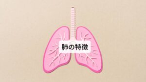 全身に酸素と栄養を送るのが肺の特徴肺の作用は宣発（噴水のような働き）と粛降（上から下へ降ろす）があります。
宣発と粛降の働きによって全身に栄養素や酸素を行き渡らせ、ガス交換、発汗作用、血液の濾過などを調整します。

また粛降の働きによって便の排泄作用が促進します。