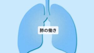 肺の働きには体温調節も関わっている①呼吸によって全身に気を巡らせます
②皮膚や毛の穴の開閉を管理し、体の熱を発散して体温調節をしています
③鼻と咽喉に関係しており声帯を管理しています