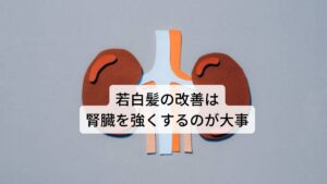 若白髪の改善は腎臓を強くするのが大事白髪の原因を栄養不足と説明しました。
東洋医学では白髪は腎臓の栄養不足が主な原因と捉えています。

腎臓の機能は東洋医学では泌尿器系の働きだけでなく生殖器を含めた成長や発育といった働きにも関わります。
この働きの中に毛髪への栄養があります。

腎臓の機能が低下すると毛髪への栄養が不足し白髪は生えやすくなります。