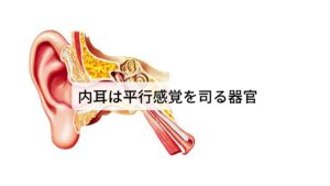 内耳は平行感覚を司る器官内耳には「音を聞く」という役目の他に体のバランスを保つための平衡機能に関する働きも担っています。
内耳の蝸牛に隣接している三半規管と耳石器という場所がその平衡機能に大きく関わっています。
三半規管も聴覚を司る蝸牛と同じく内側がリンパ液で満たされたチューブ状の構造をしています。