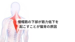 僧帽筋の下部が筋力低下を起こすことが猫背の原因正しい姿勢の場合は肩甲骨を下に引き下げる「僧帽筋下部(そうぼうきんかぶ)」という筋肉が収縮し胸椎が前に倒れるのを後ろから引っ張っている状態になります。
しかし、猫背姿勢になるとこの僧帽筋下部の筋肉に力が抜けてしまうため胸椎が前に倒れて背中が丸くなってしまいます。

この状態を猫背(円背)と呼びます。猫背によって肩こりや頭痛が起こりやすい人の多くはこの僧帽筋下部の筋力低下が起こっている可能性があります。