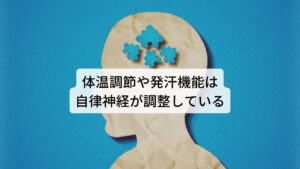 体温調節や発汗機能は自律神経が調整している健康体であれば暑さによって体温が上昇すると血管の拡張や血流を促進させて体内の熱を放熱させるように働きます。
また発汗によって体表面の熱を気化熱で下げるようにも身体が働きかけます。

このような主な体温や発汗の機能を調節しているのが自律神経です。
自律神経は気温や湿度などの外部環境や心理面に反応して体温を微調節しています。

この働きが崩れることで様々な不調が起こりやすくなり、体温調節や発汗機能の低下や不具合で熱中症も発症しやすくなります。※1