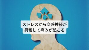 ストレスから交感神経が興奮して痛みが起こるでは、なぜ精神的なストレスで歯痛が起こるのかを解説します。

精神的ストレスがかかることでカテコールアミンというホルモンが血液中に増大すると、自律神経の中で交感神経が活発に働きます。

この交感神経の興奮によって全身の血管が拡張し血液量が増大します。この血液量の増大が歯の周囲にも起こることで血管が充血してしまいます。
この歯の周囲の充血が痛みとして起こると考えられています。

その他には今まで長年痛かった歯の痛みがあるとその痛みを脳が記憶してしまい歯の治療が終了したのにもかかわらず、精神的なストレスから脳がその痛みを思い出して歯痛を引き起こすことがあります。※2