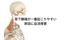 耳下腺痛が一番起こりやすい原因に血流障害耳下腺痛が一番起こりやすい原因に筋肉の圧迫による血流障害があります。
解剖学的に耳下腺の周りには僧帽筋という首から肩へ、または背部へと伸びる大きな筋肉や胸鎖乳突筋という耳の後ろから胸へと伸びる筋肉が耳下腺周囲を横切っています。

そのため僧帽筋や胸鎖乳突筋の疲労が溜まり筋肉の緊張やこりが発生すると耳下腺やその周囲を硬くなった筋肉が圧迫することになり血液やリンパの流れを阻害してしまい血流障害が起きてしまいます。

この状態になると「耳の後ろのしこりを押すと痛い」といった耳下腺痛特有の症状を引き起こすことになります。※1