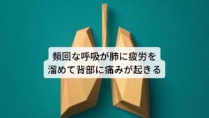 頻回な呼吸が肺に疲労を溜めて背部に痛みが起きる背中の真ん中が痛くなる原因の一つに交感神経の緊張による呼吸の回数の増加があります。

呼吸に関わる自律神経の働きは「呼吸数の調整」をしています。
そのため精神的な緊張や不安感など心理的ストレスを受けて交感神経が興奮すると「呼吸が浅く、頻回の呼吸」に変化します。

この呼吸の回数が増加すると肺を動かしている横隔膜や肋骨周囲の筋肉（肋間筋）、さらに肺そのものに負担が増加し疲労が溜まるようになります。

この呼吸に関わる器官の疲労が背部の筋肉のこりや緊張として反応が現れることがあります。
これを内臓痛（ないぞうつう）と呼び、この背部の筋肉の緊張がいわゆる「背中の痛み」として現れることがあります。※1