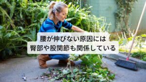 腰が伸びない原因には臀部や股関節も関係しているこの腰が伸びない腰痛が起こりやすい原因には腰の筋肉や関節の硬さだけでなく臀部の筋肉や股関節の可動域の低下も関係しています。
しゃがむ動作や立ち上がる動作、前かがみなどあらゆる上体を曲げる動作は股関節の可動域が担っています。

一般的には「腰を曲げる」というように腰部の動きが担っているイメージが強いですが、運動機能の比較では腰椎よりも股関節の方が重要な働きをしています。
この股関節の可動域が低下するとしゃがむ動作や立ち上がる動作、前かがみなど上体を曲げる際に負担がかかるのが腰椎になります。

そのため腰を伸ばすためには臀部や股関節の可動域の改善も重要なポイントになります。