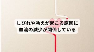 しびれや冷えが起こる原因に血流の減少が関係しているこのしびれや冷えが起こる原因の一つには血行循環の低下が考えられます。
人間の就寝時は寝ている間のエネルギーの消耗を防ぐために全身の血流がゆっくりになります。

この血行循環の低下によって身体が冷えやすい傾向になります。
そうなると末端への血流も減少するため手の筋肉や神経の栄養が不足するためしびれや冷えが起こります。

朝にこういったしびれや冷えが手に起こりやすいのは就寝中の生理現象がひとつ関係しています。※2