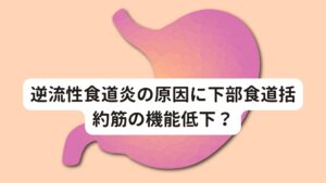 逆流性食道炎の原因に下部食道括約筋の機能低下？[1. 下部食道括約筋の機能低下]
食道と胃の境界に食べ物や胃液の逆流を防ぐ筋肉があります。
この筋肉を下部食道括約筋といいます。

この筋肉が加齢やストレスなどで動きが悪くなり締まりが悪くなると胃液の逆流が起きてしまいます。
それと同時に食道の動きの悪さが起こることも原因の一つです。

健康な人は、胃液が逆流しても食道が動いて胃に押し戻してくれますが、この食道の動き（ぜん動運動）が鈍くなると、胃液が食道にとどまってしまいます。

[2. 胃酸の分泌が過多になる]
糖質や脂質の多い食生活や暴飲暴食で胃液の分泌が過剰になると、胃液の量が増えてしまい食道に逆流しやすくなります。

日常的に飽食に慣れて食事を多く摂りすぎてしまっているだけでも逆流性食道炎は起こりやすくなります。
そのため予防のためにも栄養のバランスを考え、食事量を腹八分目にすることはやはり重要です。