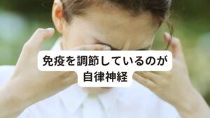 免疫を調節しているのが自律神経このような身体を守るために免疫反応の調整をするために働くのが脳の中枢に存在する自律神経です。
自律神経は全身の血流や内臓の機能など身体全体の内部環境の働きを人間の意志に関係なく自動的に調整しています。

この自律神経には交感神経と副交感神経の二つがあります。

交感神経は、主に日中の活動時に優位に働く神経です。
緊張しているときや興奮しているときに働きます。
例えば寒い屋外に出たときなどに交感神経は優位に働き、熱が逃げないように末梢神経を収縮させて体温調整の働きもしてくれます。

副交感神経は、食事をするときに唾液を分泌を促して消化を助けたりします。
それ以外にも夜の休息のときなどリラックスしている時に働く神経です。
また排泄反応も副交感神経が支配しています。

両者は、片側が優位に働くと、もう片方は控えめになるという相対関係にあります。