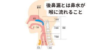 後鼻漏とは鼻水が喉に流れること後鼻漏とは、鼻水が喉に流れる事で生じる不快な症状の事を言います。
健康な人でも１日に２～６ℓの鼻水が喉に流れ落ちていますが、サラサラとした鼻水なので無意識に飲み込む事が出来ます。

ですが、後鼻漏の方は、粘液性のある鼻水が大量に喉に流れ落ちるため、喉の不快感と共に身体の異常が生じてしまいます。