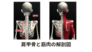 肩甲骨は筋肉に吊り下げられている肩甲骨は左右の肩の背中側にある骨で、上腕骨(じょうわんこつ)と連結している部位です。
その他に肩甲骨は肋骨の背中側に乗っかって直接連結はせず、周囲の筋肉に吊り下げられて浮かんでいるような状態です。

そのため構造的に自由に動かすことが可能であり、腕を動かす時に肩甲骨は肋骨の表面を滑るように動きます。