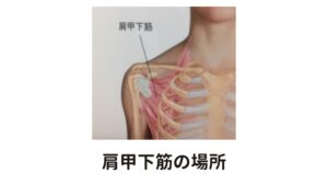 肩甲下筋を前側から見た図上の図は肩甲下筋ですが少しわかりづらい前から見たところです。
肩甲骨の裏側から上腕骨に向けて走行しています。