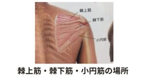 棘上筋・棘下筋・小円筋は五十肩に要注意更に上の図は、背中側から肩甲骨を見た図です。

この棘上筋・棘下筋・小円筋は肩甲骨の表側に付着する筋肉です。

これらの筋肉に慢性的な痛みがあったり、肩を挙げた時に痛みを感じたり可動域制限が有る場合は要注意です。
この痛みがあるときはいわゆる五十肩予備軍になります。

この筋肉も肩こりの原因となる要素があります。