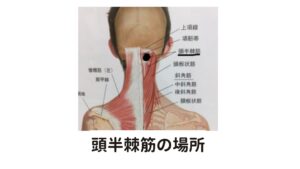 天柱は解剖学的には頭半棘筋という筋肉この天柱は解剖学的には「頭半棘筋(はんきょくきん)」という筋肉です。
この場所のこりですが、実は更に下の層にある上頭筋・小後頭直筋・大後頭直筋のこりも合わさって起こっています。