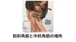 前斜角筋と中斜角筋は神経と血管にも影響するこの前斜角筋と中斜角筋の筋肉の間には腕に伸びる神経と血管が通ります。

この筋肉がこってしまい神経と血管が圧迫されると腕や手に痺れの症状が起こります。
これを胸郭出口症候群といいこれも女性に起こりやすい疾患です。

この筋肉は人によってはゴムベルトのように硬くなっている方もいます。
この状態になってしまうと自律神経にも支障をきたし様々な不調が起きてしまうためしっかり治療する必要があります。

ゴムベルト状態の筋肉にはマッサージや指圧では緩めることができないため、改善のためには鍼灸治療が必要です。
鍼の刺激が加わるとじんわりと筋肉のこりが緩まって副交感神経も優位になるため、血流が高まってウトウトとリラックスできるようになります。