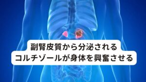 副腎皮質から分泌されるコルチゾールが身体を興奮させる・コーヒーや濃いお茶などカフェインがとりたくなる
・コーヒーを飲んでからじゃないと一日を始められない
・一日に何杯もコーヒーを飲む
・頻繁に栄養ドリンクを飲む

カフェインを含んだものを摂取するとき、このような習慣性をもっているかたは多いのではないでしょうか。
「コーヒーを飲まないと身体がシャキッとしない」と感じる方もおられると思います。

こういった方は、副腎疲労を誘発・悪化させてしまう要因となります。
コーヒーやチョコレートに含まれるカフェインには、副腎を刺激して副腎皮質ホルモンであるコルチゾールの分泌を促進します。

コルチゾールは副腎皮質から分泌されるホルモンの一つです。
主な働きは、肝臓での糖の新生、筋肉でのたんぱく質代謝、脂肪組織での脂肪の分解などの代謝の促進、抗炎症および免疫抑制などがあります。

ホルモン全体のイメージで説明すると「身体を興奮させて新陳代謝を上げ活発に身体が動けるようにする」というものです。