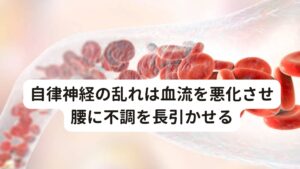 自律神経の乱れは血流を悪化させ腰に不調を長引かせるなかなか治らない腰痛には自律神経の乱れが主な原因が考えられます。

・生活習慣の乱れ
・過度な心身のストレス
・長引く病気

このような状態が続くと自律神経のバランスが乱れてしまいます。
自律神経には交感神経と副交感神経の二種類がありますが、特に交感神経が優位の状態が続くと末梢の血管は収縮したままになります。

末梢血管が収縮したままだとそこの血管を通る血流が減少してしまいます。
血流量が少ないということは、筋肉の中に十分に血液が送られていないということになります。

結果、筋肉は血液による新鮮な酸素や栄養による疲労回復がうまくできず緊張して硬くなったままで回復力を失っていきます。