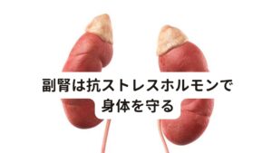 副腎は抗ストレスホルモンで身体を守る人間の身体はストレスを受けると、それに適応しよう身体が反応します。
この反応に関わるのが副腎が分泌されるホルモンです。

その中で抗ストレスホルモンと呼ばれるコルチゾールが副腎から分泌され身体をストレスから守ろうとします。

ストレスが一時的なものであれば、この副腎のホルモンによってストレスを抑える仕組みは正しく働きます。
しかし、ストレスが長期になると副腎の機能が疲労で低下してしまい、このコルチゾールの分泌が上手く出来なくなります。

この状態を「副腎疲労」といいます。
その結果、身体がストレスに抵抗出来なくなってしまいます。

日常的に疲れやすい、疲労が抜けない、休日に体調を崩す、慢性的な身体の症状がある、といった方は副腎疲労の疑いがあります。