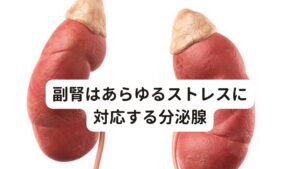 副腎はあらゆるストレスに対応する分泌腺副腎は、腎臓の上に乗っている内分泌器官です。
「ストレスの分泌腺」として知られていて、ケガや病気、仕事や対人関係の問題に至るまで、ありとあらゆるストレスに対して身体が対処できるように働いています。
この副腎には、髄質と皮質の2種類に分けられます。