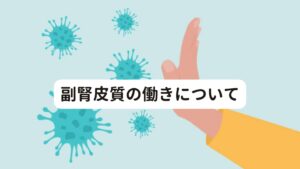 副腎皮質の働きについて副腎皮質からは、コルチゾール・アルドステロンと呼ばれるホルモンを分泌します。
このホルモンの働きには、

・代謝を調整する作用
・免疫機能を調整する作用
・水・電解質・血圧調整の作用
・ストレス応答ホルモンとしての作用
・精神・神経系に対する作用
・骨代謝に対する作用
・炎症を鎮める作用

などがあります。