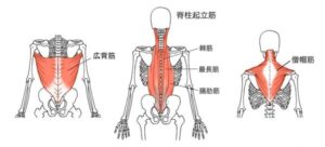 [背中の筋肉の緩める]
背中には交感神経が沢山集まっている「交感神経幹(こうかんしんけいかん)」があります。
そのため背中の筋肉の過緊張を鍼灸で改善することで間接的に交感神経の過緊張を改善していきます。