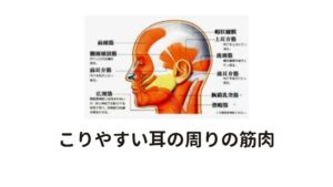 こりやすい耳の周りの筋肉耳はとても小さな場所ですが、たくさんの筋肉が集まっており、東洋医学では腎臓の働きにも関係している場所です。

こりやすい耳の周りの筋肉は以下の通りです。
・前耳介筋(ぜんじかいきん)
・側頭頭頂筋(そくとうとうちょうきん)
・上耳介筋(じょうじかいきん)
・後頭筋(こうとうきん)
・後耳介筋(こうじかいきん)

耳がこる症状がある場合はこの筋肉へのアプローチで解消させることができます。