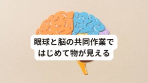 眼球と脳の共同作業ではじめて物が見える過去の日経新聞に井上眼科病院の若倉院長が「多くの眼科医は見るという行為に脳の機能が関わっていることを軽視してきた。」と述べておりました。
これは眼は人体の中でも精密な感覚器であり、レンズとして映し出す目の機能とその画像を処理する脳の共同作業で「物が見える」という視覚を作り上げてることを述べています。