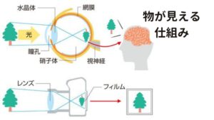 どのように物が見えているのか①物体を水晶体（レンズ）が光としてとらえる
↓
②眼球内を通過して網膜に光の情報が伝わる
↓
③網膜は光エネルギーを電気信号に変換し、視神経に伝達する
↓
④視神経では、視交叉によって左右の視神経が半分ずつ入れ替わり、脳の側頭葉・頭頂葉に情報が伝わる
↓
⑤頭頂葉では物体の動きや奥行きを処理し、側頭葉では色や形の情報を処理する、そこに記憶や注意など状況に合わせて活動を変化させながら脳の視覚野に伝達される
↓
⑥他の感覚器情報と連携をしながら、 脳の前頭前野によって「物体をどのように見るのか」という情報を与え、脳の視覚野が活動します
↓
⑦「物体が見える」という認識に至ります