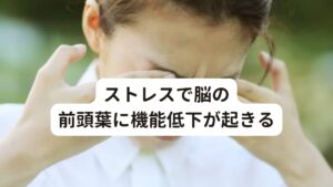 ストレスで脳の前頭葉に機能低下が起きるなぜストレスによって目に不調が生じるのでしょうか。
先ほども解説したとおり「見える」とは脳の前頭葉や側頭葉・頭頂葉と眼球が情報交換することが必要になります。

実はこの脳の前頭葉は思考(物を考える)と密接に関連した場所になります。
そのため「何か思い悩む、辛い感情が湧く」など精神的なストレスが繰り返されたり、不眠や睡眠障害によって、ストレスホルモンが分泌され続けるとこの前頭葉に疲労が溜まり機能低下を起こしてしまいます。