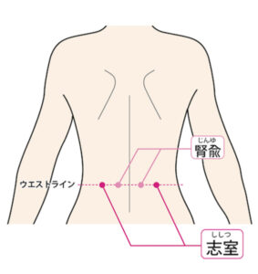 東洋医学では、副腎の働きは「腎（じん）」というエネルギーの源の中に含まれると考えます。以下の3つのツボは、副腎機能を高めるための「ゴールデンスポット」です。

① 太谿（たいけい）：体全体のエネルギーを底上げする
・場所： 内くるぶしとアキレス腱の間のくぼみ。
・効果： 腎の機能を高める最重要のツボです。副腎の疲れによる冷えや、慢性的なだるさに効果的です。

② 腎兪（じんゆ）：副腎の真裏に位置する重要拠点
・場所： 腰にあるツボ。おへその真裏から指2本分外側。
・効果： 副腎と位置が近く、直接的に血流を促します。腰痛の解消だけでなく、ホルモン分泌の安定に寄与します。

③ 志室（ししつ）：別名「副腎のツボ」
・場所： 腎兪からさらに指2本分外側。
・効果： 精神的な疲れ、意欲の低下、深い疲労感に効くと言われています。