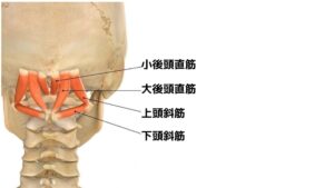 後頭下筋群に起こる痛みの特徴について後頭下筋群の具体的な構成は
・大後頭直筋
・小後頭直筋
・上頭斜筋
・下頭斜筋

の4つになります。
さきほども解説したとおり顔や頭の向きを細かく調整している筋肉群です。

この筋肉が不調を感じた場合、主に下記のような症状がでることがあります。
「枕のおさまりが悪い」
「鈍痛で目が覚める」
「後ろをしっかりと振り向けない」
「頭の中全体のにぶい痛み」
「片側の頭半分の鈍痛」
「後頭や側頭から目にかけての痛み」