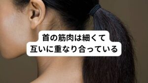 首の筋肉は細くて互いに重なり合っている首の筋肉は、他の筋肉に比べて、細くて互いに重なり合っています。
この小さい筋肉の集まりによって前後左右、自由に細かく動かせることができます。

一つひとつの筋肉の力が弱くできていますが、お互いの筋肉がバランスよく働くことで、一日中重たい頭を支えるために、ずっと働き続けることができるのです。
しかし、そのぶん首の筋肉は疲労しやすく、一度疲労を抱えると解消しにくいといった側面があるため、首こりが起きてしまいます。