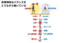 自律神経はバランスをとりながら働いている自律神経の大きな特徴は自身の意識とは関係なく神経が自ら働いていることです。

自律神経は①交感神経、②副交感神経の2つに分類されます。
片方が活発に機能している状態のときはもう片方は緩やかな状態になるといったお互いがバランスをとりながら自律して働いています。