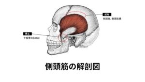 こめかみへのマッサージはやめたほうがいい？こめかみには側頭筋という筋肉が通っています。
咀嚼筋と呼ばれる噛む働きがある筋肉ですが、頭痛を誘発させる筋肉でもあります。

こめかみをマッサージするとこの側頭筋が傷ついてしまい頭痛が発生することがあります。
そのためこめかみをグリグリとマッサージするのはやめたほうがいいでしょう。