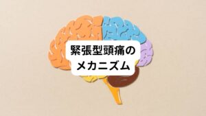 緊張型頭痛は血液の流れが悪い状態で筋肉が長い間働くことで引き起こされます。
この血流障害と筋疲労によって生まれるのが乳酸やピルビン酸といった痛みを起こす物質です。

乳酸やピルビン酸が血流障害と筋疲労によって筋肉内に出現し、筋肉を刺激することで痛みが生じます。


また筋肉が骨に付く部分に神経が密に通っているため痛みを強く感じやすくなります。