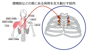 今回取り上げるストレスで起こる背中やお腹の痛みの原因の場所は実は「背骨を支えている筋肉」が関係しています。
もう少し細かく言うと、背骨についている筋肉＝インナーマッスルの痛みがポイントになります。

このインナーマッスルとは背骨の動きに合わせて柔軟に動き背骨を支えている仕事をしています。
しかしインナーマッスルが固まってしまうと伸び縮みしなくなってしまいます。

筋肉の過緊張により縮んだ状態で固定してしまうと、身体を伸ばそうとした時に背中やお腹に痛みが生じやすくなります。
このインナーマッスルが固まると、とくに大きな負荷をかけなくても痛みを感じてしまいます。