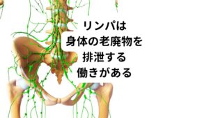 何気なく使うことの多い「リンパ」。
しかし、このリンパについて説明しようとすると、意外とうまく説明できない方も多いのではないでしょうか。

まずは、このリンパの意味や具体的な役割について解説していきます。

リンパとは、端的に説明すると私たちの体内を流れている体液の一つです。
リンパ管と呼ばれる管を通って全身をこのリンパ(液)が巡っています。

このリンパが最も大切な役割は身体の不要物を回収することです。
具体的にリンパが回収するもの老廃物や余計な水分になります。
その他には体内に侵入した細菌や、ウイルスなども回収して排出してくれます。

リンパ管はいわば、ゴミを集めて流してくれる下水管というイメージ。
このリンパとリンパ管によって体内の老廃物を排泄させて健康を保っています。