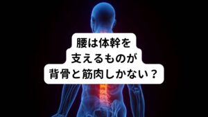 体幹の腰の部分をよくみるとウエストの辺りには背骨と筋肉しかありません。
しかし、少し上にあるわき腹には大きな肋骨があり同様に体幹を支えています。

また腰の下は骨盤がしっかりしていて下半身と上半身をしっかり支えています。
このように腰部には背骨と筋肉しか支えるものがありません。

他の部位に比べると構造的に支えるものが少ないといえますが、それでも機能を活かして支えられるようにできています。

しかし、ひとたび腰痛など腰に痛みが起こると慢性的に治りにくい傾向が腰部にはあります。
それはなぜでしょうか。