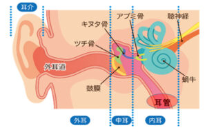 耳から鼓膜までを外耳(がいじ)といい、鼓膜から内部を中耳(ちゅうじ)といい、三半規管や蝸牛(かぎゅう)を内耳(ないじ)といいます。
その中で、耳管は分類的には中耳に入ります。

普通の耳管は、ほどよく柔らかく組織によって閉じており、環境の変化に応じて開閉して中耳を調節する機能があります。
耳管の長さは大人の標準で約3.5cmです。(耳管鼓室口から耳管咽頭口まで)