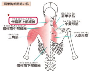 僧帽筋の上部線維は、肩をすくませたり肩甲骨を上方へ引き上げたりするダイナミックな働きをします。
そのため筋肉から離れた場所でも痛みを起こすやっかいな線維とされています。