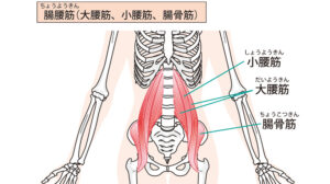 鍼灸治療は、まず緊張していた腸腰筋を緩めるようにアプローチしました。
検査では患部の筋と筋膜に問題を起こしていることが分かったので各々に鍼灸治療を行いました。
この施術の後に動きでの痛み具合を確認すると痛みが5割ほど軽減しました。

また骨盤の後頚と胸椎の後弯が強かったので、動きが正常に戻るように鍼灸治療をしました。
治療後、検査時に誘発された張り感や痛みは7割解消されました。

そのほかにセルフケアとしてデスクワーク時の正しい姿勢と疲労解消するエクササイズを指導しました。
現在は痛みは解消されたが姿勢改善のために治療を継続中。 