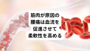 右の腰が痛くなるきっかけにはまず血行不良が関係しています。
血行不良は筋肉に酸素と栄養が送られなくなるため柔軟性が低下し硬くなります。

そしてこの状態が長く続くと何かの拍子で筋線維が切れてしまいます。
その筋線維が損傷した状態で触ると冷たく、だる重い痛さを感じたり、炎症が起きると熱を持って痛みを感じるようになります。

筋肉が原因の腰痛の場合は、筋肉に血液を流すように促します。
それにより筋肉は正常な柔軟性に回復するため腰痛は治まります。