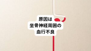 梨状筋症候群は、坐骨神経への血流を梨状筋の過緊張が阻害してしまうことでお尻から足にかけて痛みとしびれを起こします。
座った体勢で症状が辛くなるのは、お尻が圧迫を受けて血流が阻害されてしまうからです。