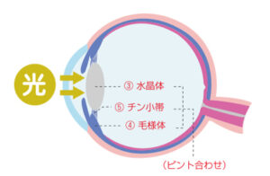 老眼は、老化現象として水晶体が硬くなることで、毛様体筋の筋力では調節できなくなることで起こります。
基本的に毛様体筋は近くの物体を見るときに強い緊張が起こります。
そのため日常生活の注意点として遠くを眺める習慣をつけて毛様体筋の緊張を緩和させることも老眼の進行をとめるポイントになります。